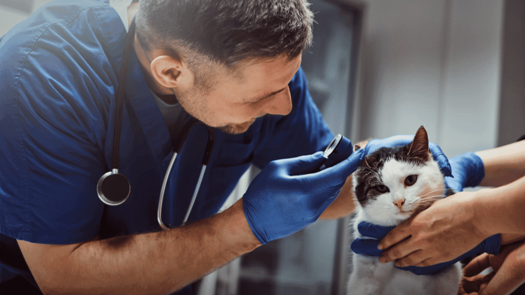 Agência de marketing digital para veterinárias e petshops